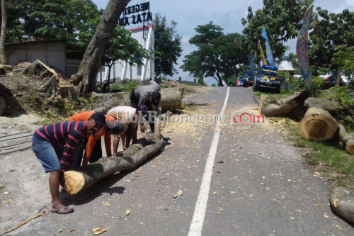 Angin Tumbangkan Pohon di Jalur Wisata Atas Angin